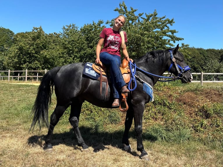 Más caballos centroeuropeos Caballo castrado 5 años 156 cm Negro in Linkenbach