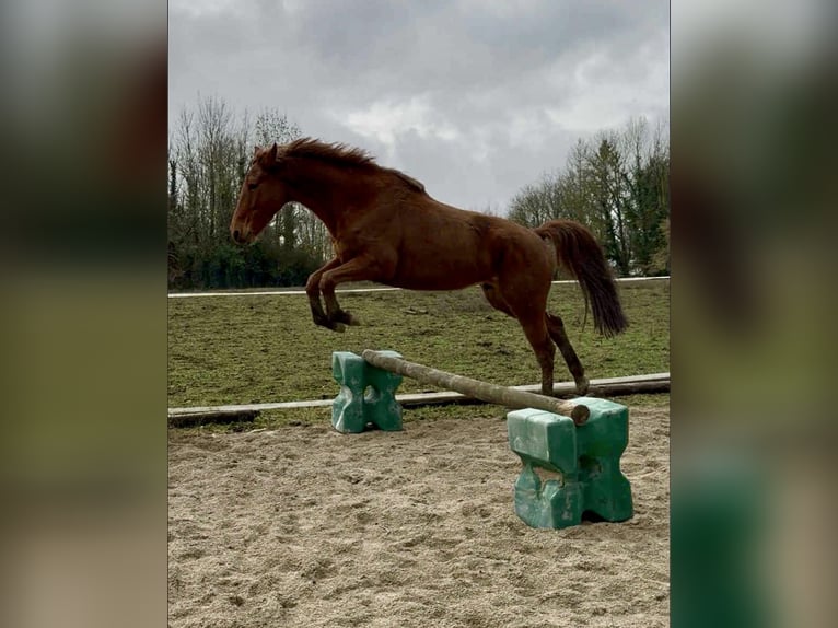 Más caballos centroeuropeos Caballo castrado 5 años 160 cm Alazán in Bexbach