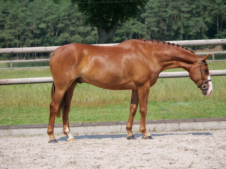 Más caballos centroeuropeos Caballo castrado 5 años 160 cm Alazán in Dohren