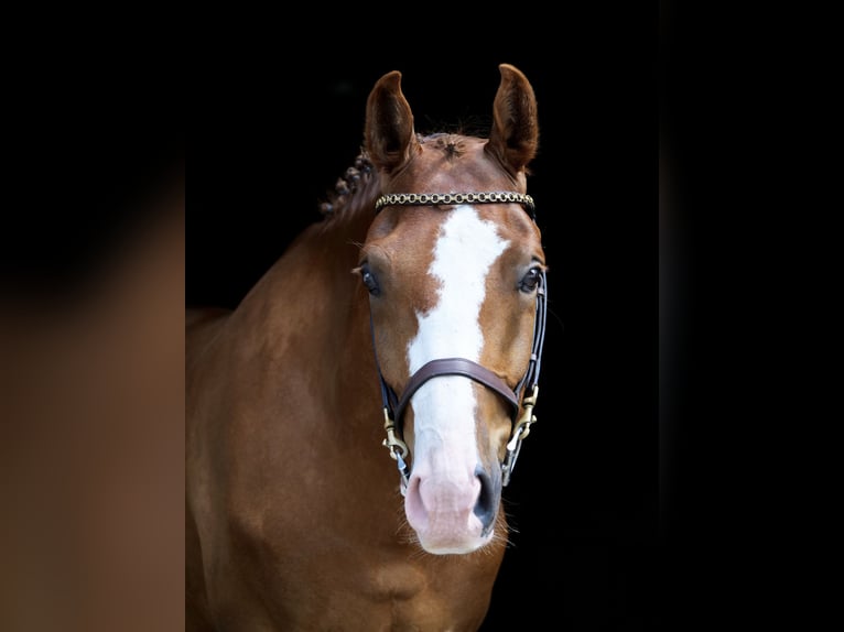 Más caballos centroeuropeos Caballo castrado 5 años 160 cm Alazán in Dohren