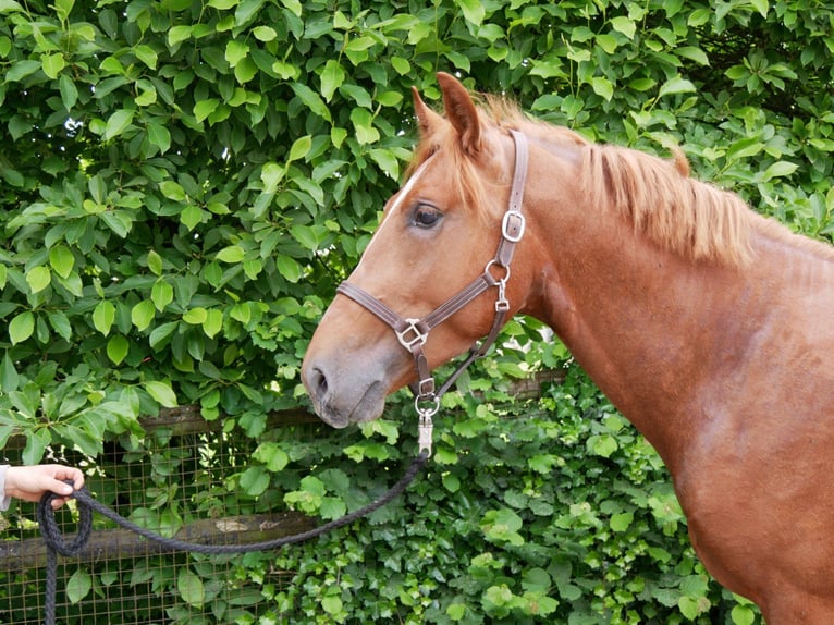 Más caballos centroeuropeos Caballo castrado 5 años 160 cm in Dorsten