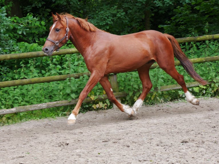 Más caballos centroeuropeos Caballo castrado 5 años 160 cm in Dorsten