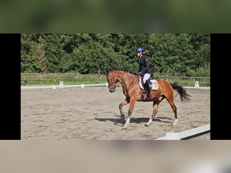 Más caballos centroeuropeos Caballo castrado 5 años 160 cm Castaño in Mysen