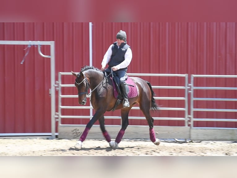 Más caballos centroeuropeos Caballo castrado 5 años 160 cm Castaño rojizo in Fairbank IA