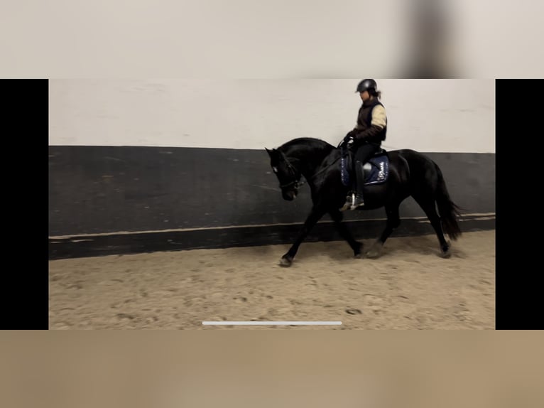 Más caballos centroeuropeos Caballo castrado 5 años 160 cm Negro in Uetz-PaarenPotsdam