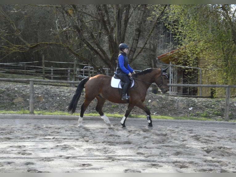 Más caballos centroeuropeos Caballo castrado 5 años 161 cm Castaño in Wellheim
