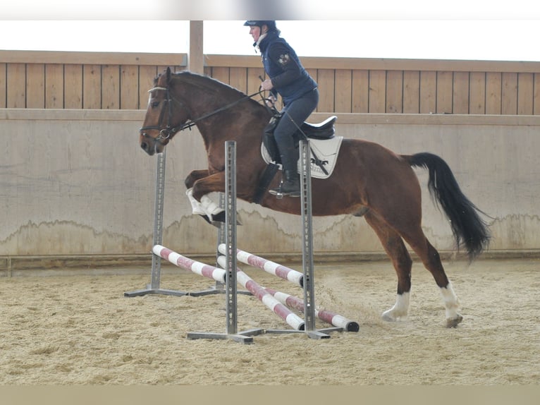 Más caballos centroeuropeos Caballo castrado 5 años 161 cm Castaño in Wellheim