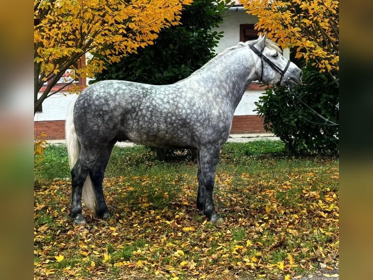 Más caballos centroeuropeos Caballo castrado 5 años 161 cm Tordo rodado in B&#xE9;k&#xE9;scsaba