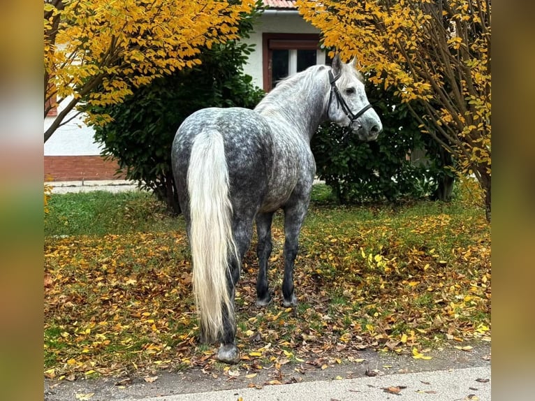 Más caballos centroeuropeos Caballo castrado 5 años 161 cm Tordo rodado in B&#xE9;k&#xE9;scsaba