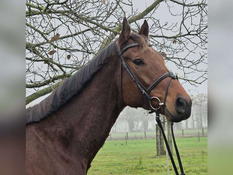 Más caballos centroeuropeos Caballo castrado 5 años 162 cm Castaño oscuro in Wachtendonk