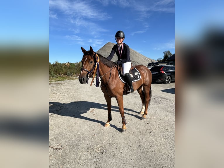 Más caballos centroeuropeos Caballo castrado 5 años 163 cm Alazán-tostado in Sandnes