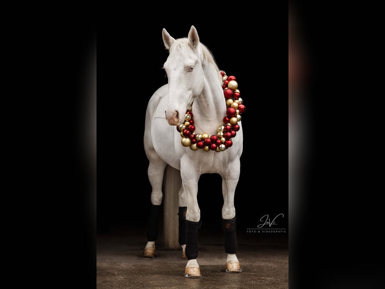 Más caballos centroeuropeos Caballo castrado 5 años 164 cm Cremello in Korschenbroich