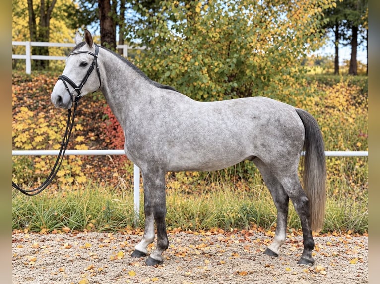 Más caballos centroeuropeos Caballo castrado 5 años 164 cm Tordo rodado in Davidschlag