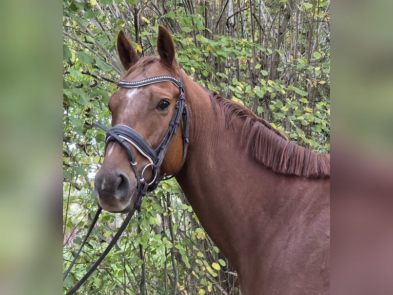 Más caballos centroeuropeos Caballo castrado 5 años 165 cm Alazán in Wachtendonk