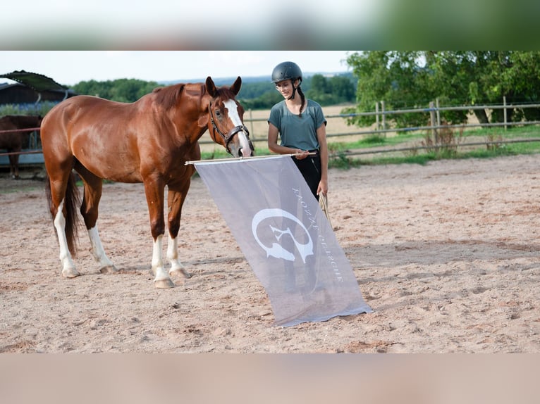 Más caballos centroeuropeos Caballo castrado 5 años 165 cm Alazán in Bad WimpfenBad Wimpfen