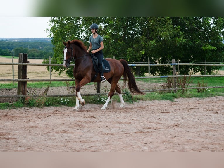 Más caballos centroeuropeos Caballo castrado 5 años 165 cm Alazán in Bad WimpfenBad Wimpfen