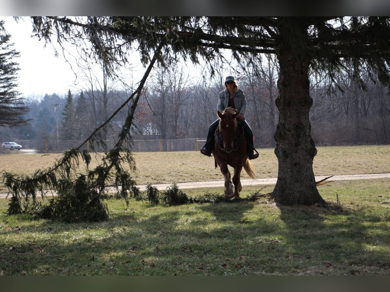 Más caballos centroeuropeos Caballo castrado 5 años 165 cm Alazán-tostado in Howell MI