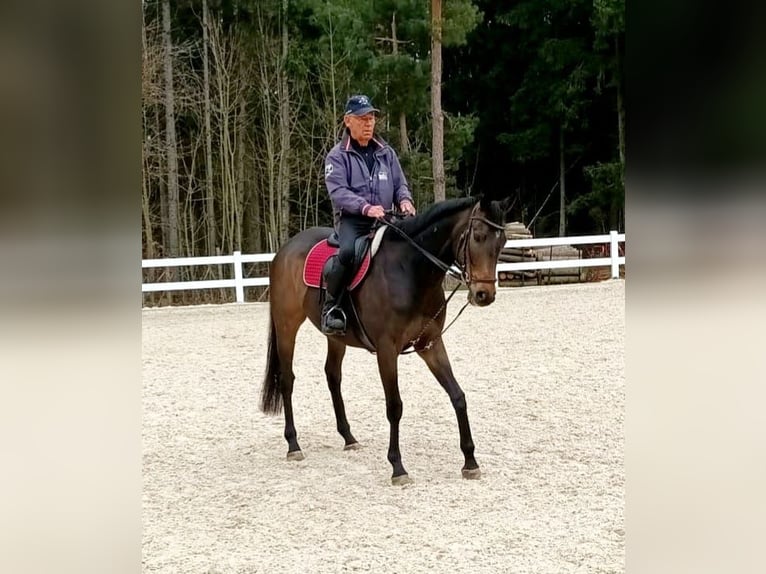 Más caballos centroeuropeos Caballo castrado 5 años 165 cm Castaño oscuro in Gaimersheim