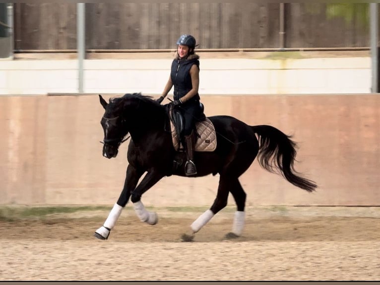 Más caballos centroeuropeos Caballo castrado 5 años 165 cm Negro in Saarbr&#xFC;cken