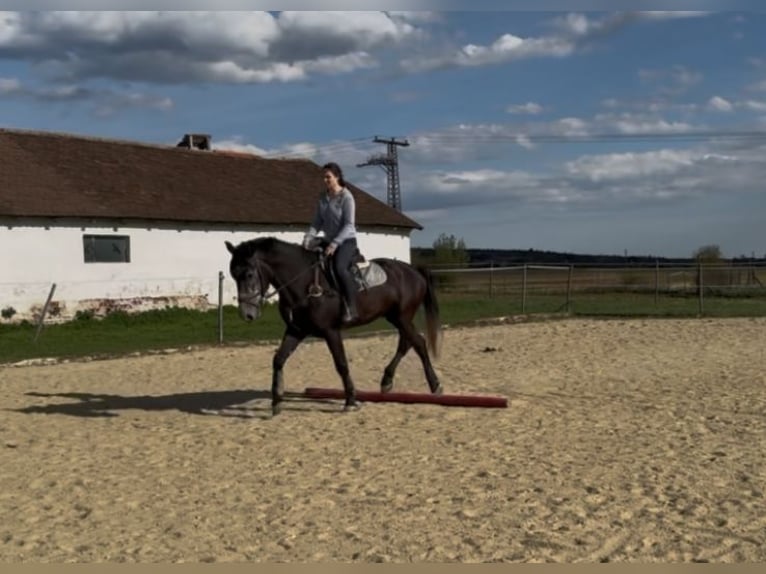 Más caballos centroeuropeos Caballo castrado 5 años 165 cm Tordo in Liebing