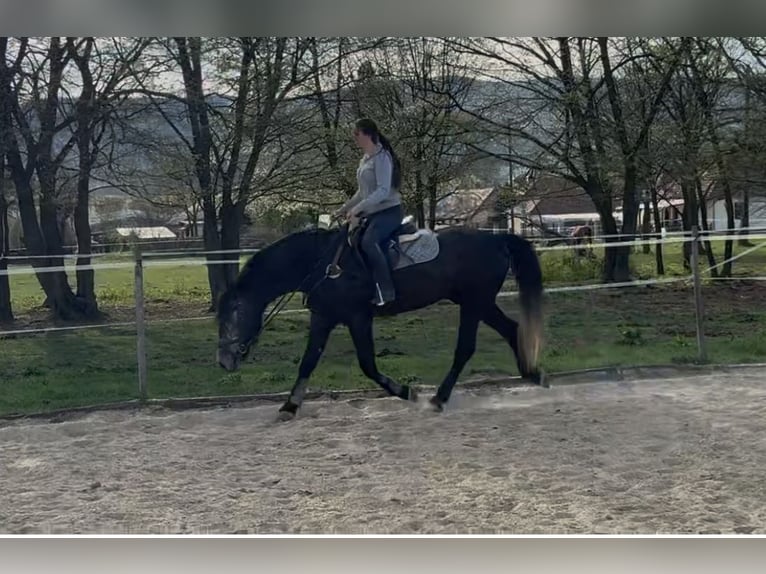 Más caballos centroeuropeos Caballo castrado 5 años 165 cm Tordo in Liebing