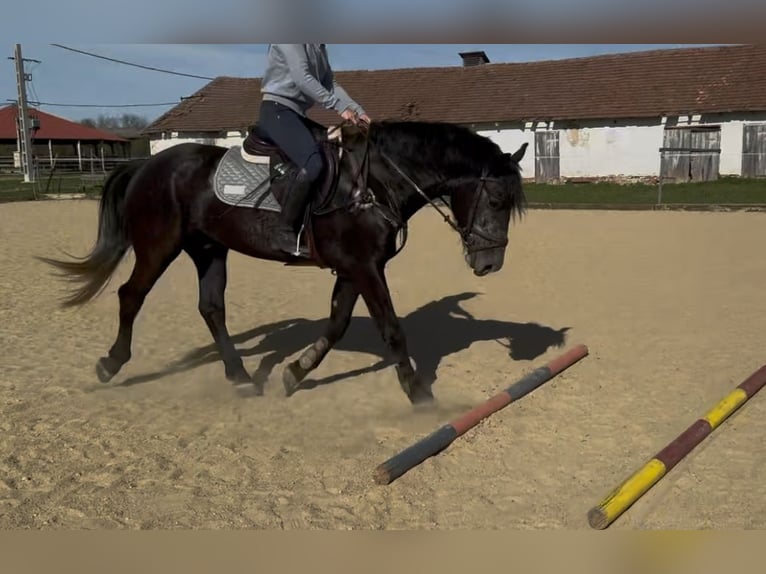 Más caballos centroeuropeos Caballo castrado 5 años 165 cm Tordo in Liebing