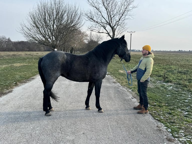 Más caballos centroeuropeos Mestizo Caballo castrado 5 años 165 cm Tordo in Trnava