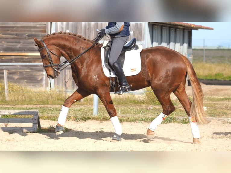 Más caballos centroeuropeos Caballo castrado 5 años 166 cm Alazán-tostado in NAVAS DEL MADRONO