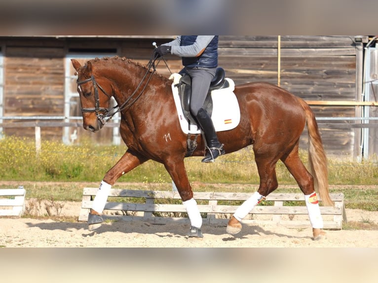 Más caballos centroeuropeos Caballo castrado 5 años 166 cm Alazán-tostado in NAVAS DEL MADRONO