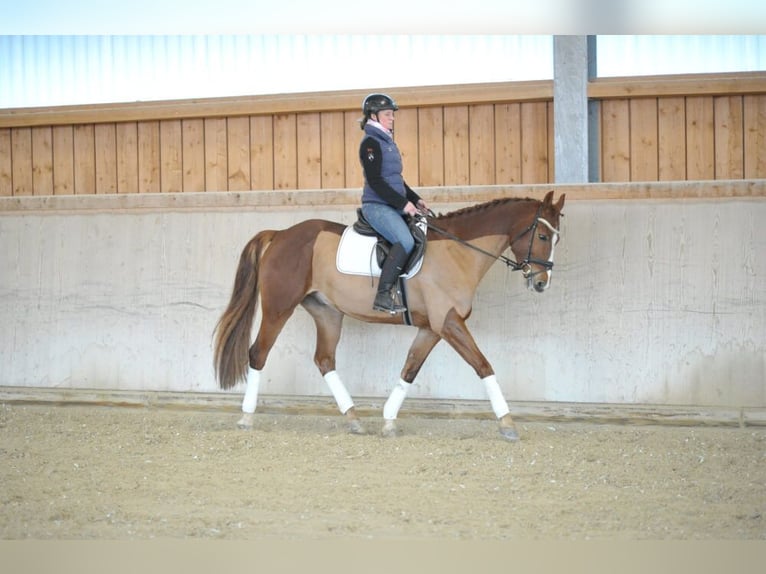 Más caballos centroeuropeos Caballo castrado 5 años 167 cm Alazán in Wellheim