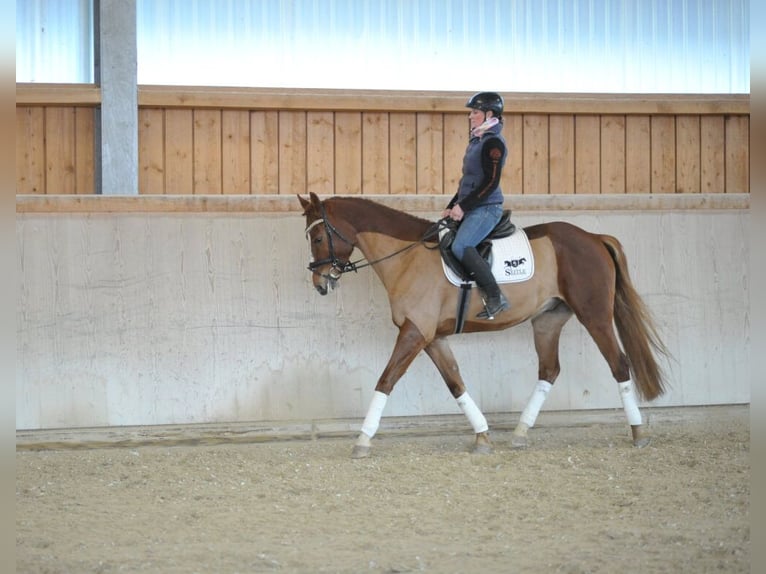 Más caballos centroeuropeos Caballo castrado 5 años 167 cm Alazán in Wellheim