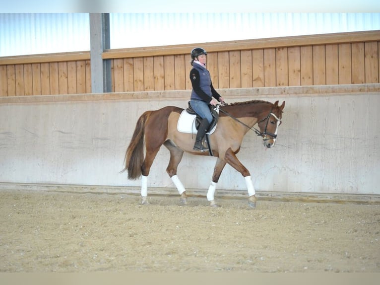 Más caballos centroeuropeos Caballo castrado 5 años 167 cm Alazán in Wellheim