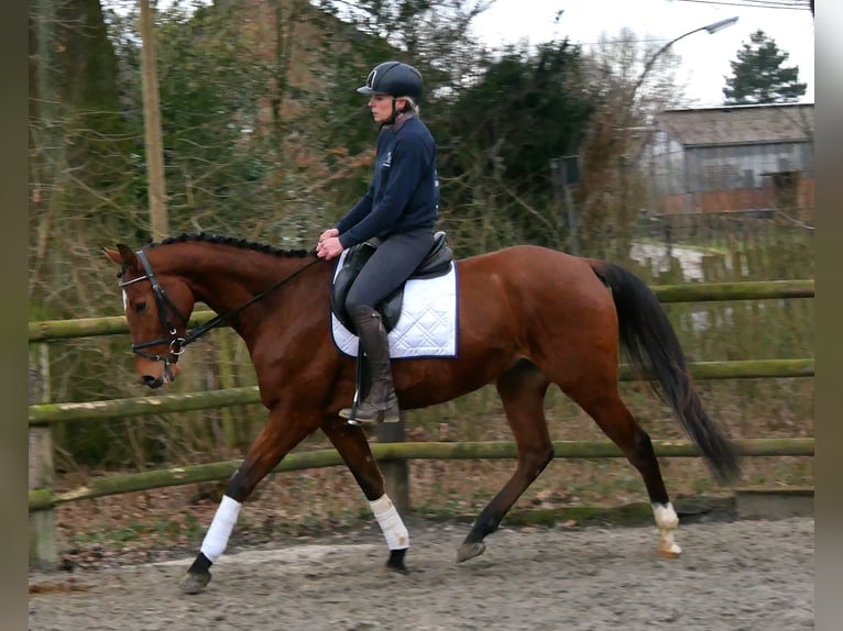 Más caballos centroeuropeos Caballo castrado 5 años 167 cm in Dorsten