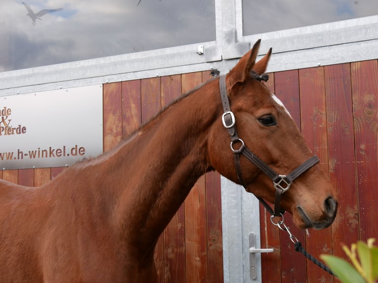 Más caballos centroeuropeos Caballo castrado 5 años 167 cm in Dorsten