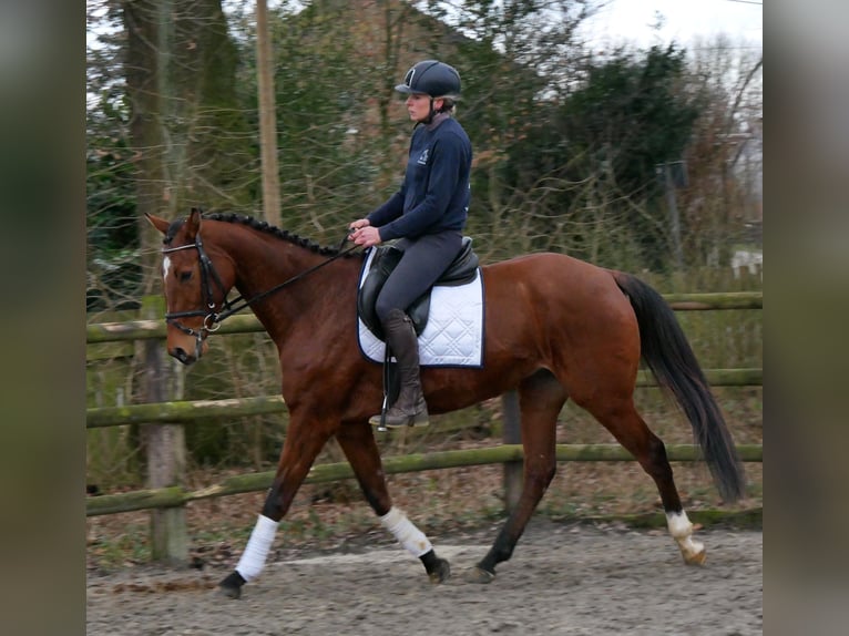 Más caballos centroeuropeos Caballo castrado 5 años 167 cm in Dorsten