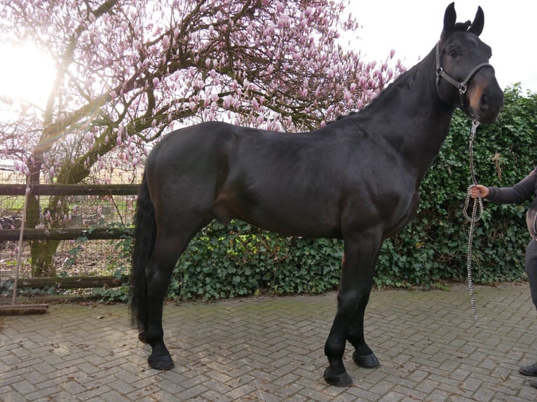 Más caballos centroeuropeos Caballo castrado 5 años 167 cm Morcillo in Dorsten