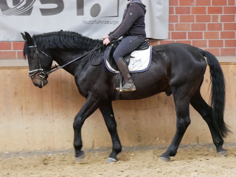 Más caballos centroeuropeos Caballo castrado 5 años 167 cm Morcillo in Dorsten
