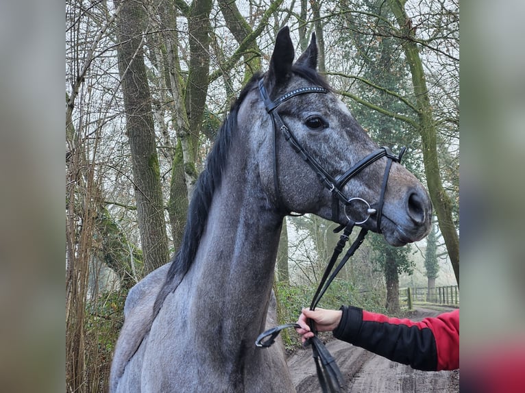 Más caballos centroeuropeos Caballo castrado 5 años 167 cm Tordillo negro in Wachtendonk