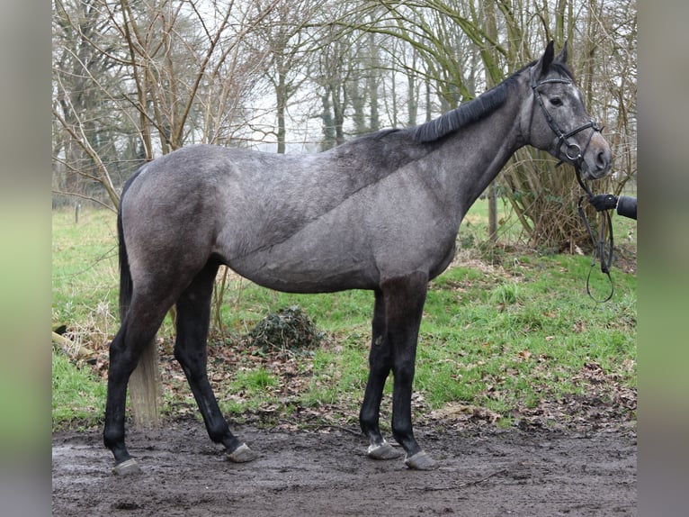 Más caballos centroeuropeos Caballo castrado 5 años 167 cm Tordillo negro in Wachtendonk