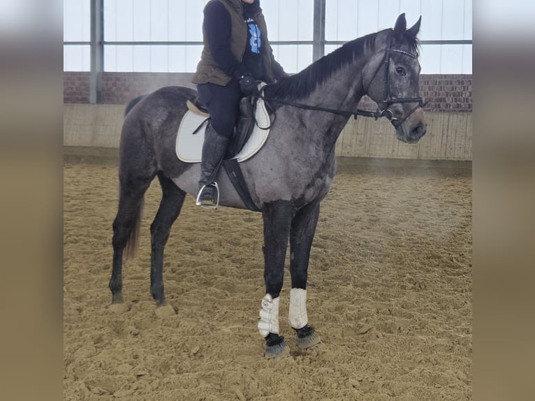 Más caballos centroeuropeos Caballo castrado 5 años 167 cm Tordillo negro in Wachtendonk