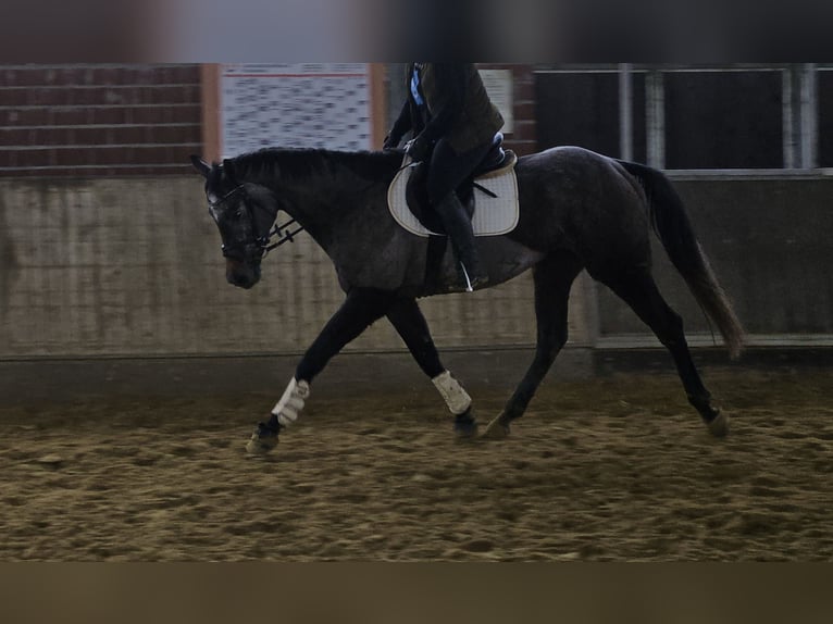 Más caballos centroeuropeos Caballo castrado 5 años 167 cm Tordillo negro in Wachtendonk