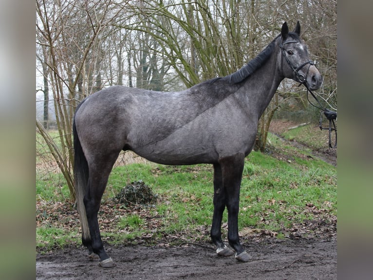 Más caballos centroeuropeos Caballo castrado 5 años 167 cm Tordillo negro in Wachtendonk