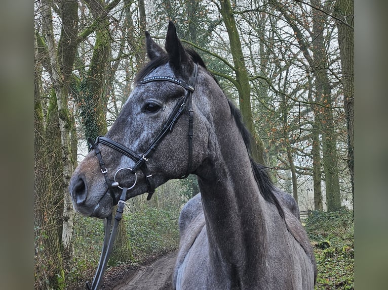 Más caballos centroeuropeos Caballo castrado 5 años 167 cm Tordillo negro in Wachtendonk