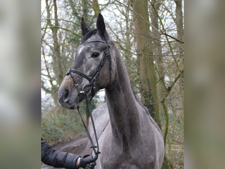 Más caballos centroeuropeos Caballo castrado 5 años 167 cm Tordillo negro in Wachtendonk