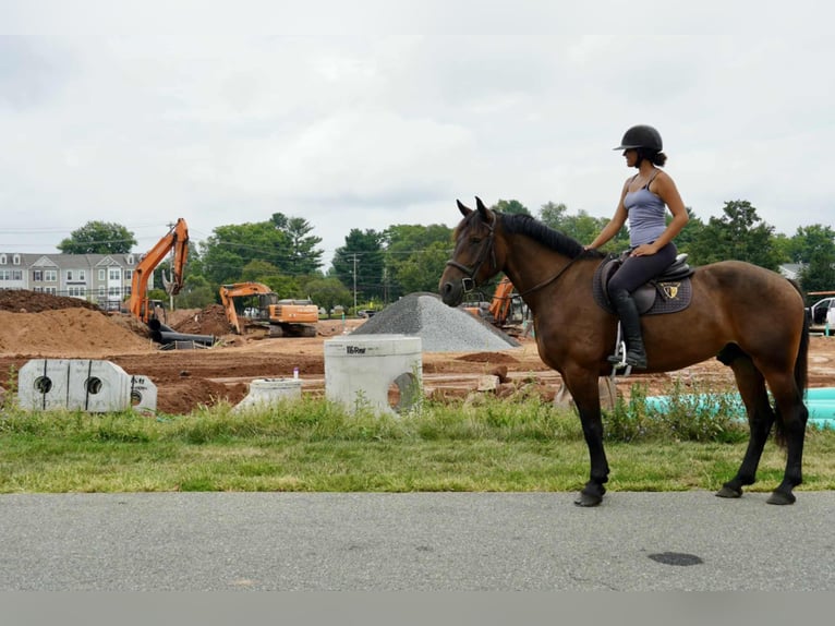 Más caballos centroeuropeos Caballo castrado 5 años 168 cm Castaño rojizo in Tuscarora