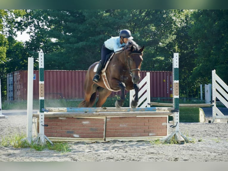 Más caballos centroeuropeos Caballo castrado 5 años 168 cm Castaño rojizo in Tuscarora