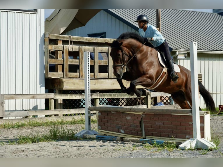 Más caballos centroeuropeos Caballo castrado 5 años 168 cm Castaño rojizo in Tuscarora
