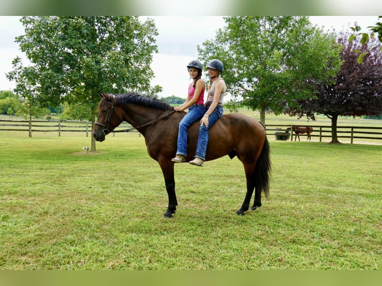 Más caballos centroeuropeos Caballo castrado 5 años 168 cm Castaño rojizo in Tuscarora