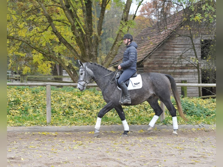 Más caballos centroeuropeos Caballo castrado 5 años 168 cm Porcelana in Wellheim