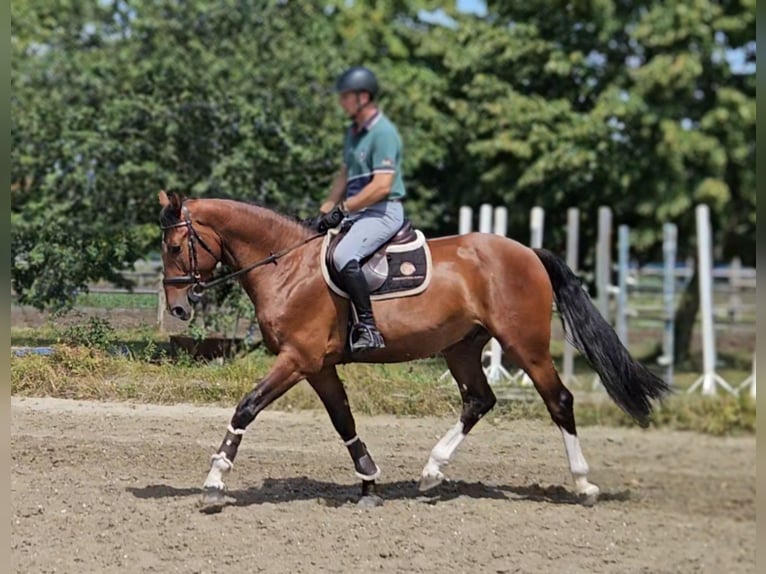 Más caballos centroeuropeos Caballo castrado 5 años 169 cm Castaño in Schattendorf